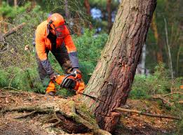 Best Hazardous Tree Removal  in Owensville, IN